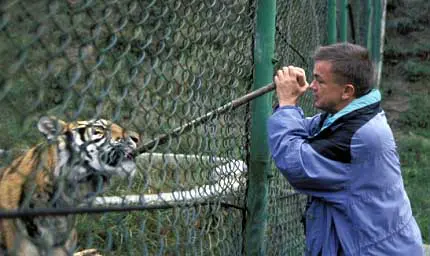 Photos of wild tiger cubs in Thailand rekindles hope for species