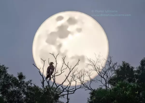 Black Kite and full moon, Cheung Chau