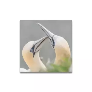 Gannets Greeting Canvas Print 16"x16"