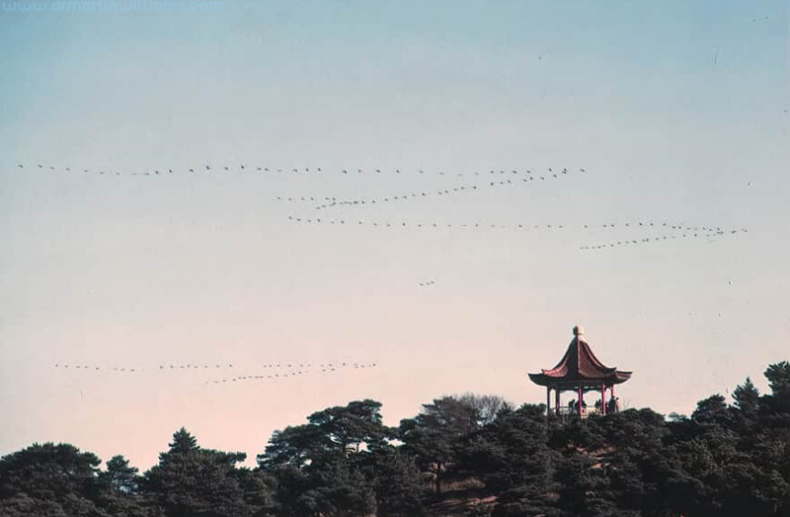 Beidaihe Autumn Bird Migration Report