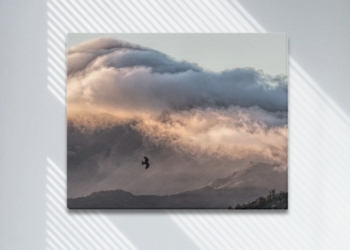 Black Kite Soars by Misty Sunset Peak Framed Canvas Print 20×16 inches