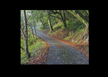 Tranquil Woodland Road at Qingjing Farm Taiwan Framed Canvas Print 20×16 inches